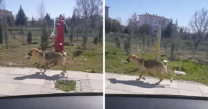 Zwerfhond in Turkije loopt met kom eten in haar bek. En de reden is aangrijpend..
