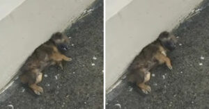 Thaise puppy ligt op sterven na dood. Maar dan hoort iemand zijn gehuil..