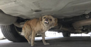 Getraumatiseerd hondje blijft zich hevig verzetten tegen hulpverleners..