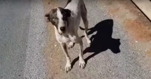 Deze Griekse zwerfhond is bijna blind en leeft op straat..