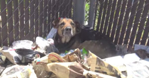 Hond ligt op een berg vuilnis. De hulpverleners vrezen daarom het ergste..
