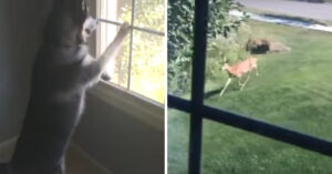 Hond ziet wilde herten. En hij kan z’n enthousiasme maar moeilijk verbergen!