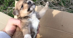 Servische dierenwelzijnsorganisatie vindt 2 kleine pups van 3 weekjes oud in een doos