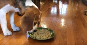 Grappige beagle krijgt voor de eerste keer spaghetti