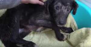 Geredde pup is doodsbang als ze wordt aangeraakt…
