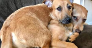 Hond wil niet naar huis toe zonder haar dakloze look-a-like die ze in het park ontmoet…