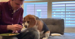 Kieskeurige hond weet precies wat ‘ie wil..