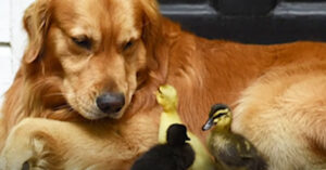 Hond met stoere naam adopteert piepkleine eendjes