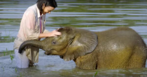 Deze olifant is bang voor water. Maar dankzij deze vrouw overwint hij z’n trauma..