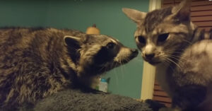 Wasbeer wil spelen met kat. Maar daar heeft de kat niet zo’n trek in..