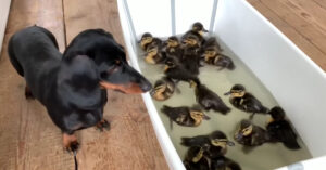 Kleine kuikens gaan voor de eerste keer in het water. En hun vriendje kijkt vredevol toe..