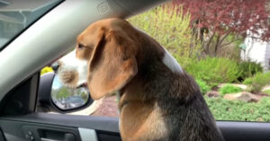 Grappige beagle gaat op stap. Zijn bestemming? Het hondenpark!