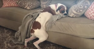 Hond mag niet op de bank vanwege allergie…