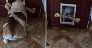 Bulldog heeft een heel groot bot en wil daarmee naar buiten..