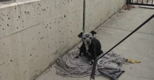 Gewonde oude hond heeft niets anders dan een dweil om op te slapen..