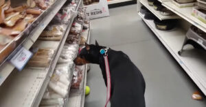 Té lief: slimme dobermann kiest eigen snack uit