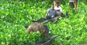 Kleine baby olifant raakt z’n moeder kwijt..
