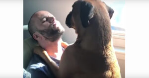Vier redenen waarom boxers de gekste, maar ook de liefste honden zijn!