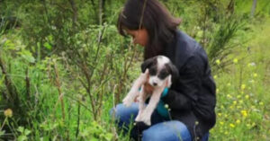 Deze kleine zwerfhond uit Griekenland heeft al z’n broertjes en zusjes verloren