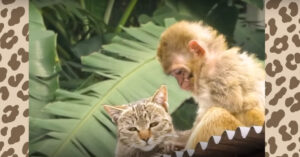 Gewond baby aapje wordt opgevangen en vindt meteen een beste vriendje