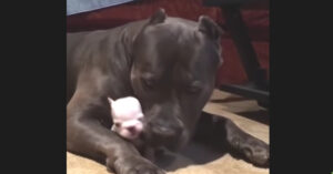 Enorme hond beschermt piepkleine pup
