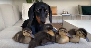 Té cute: 1 grappige teckel en 18 kleine kuikentjes!