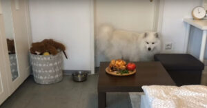 Deze hond wordt alleen gelaten met vol bord eten op tafel..