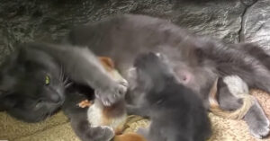 Te lief: zorgzame moederkat adopteert 4 nogal aparte beestjes..