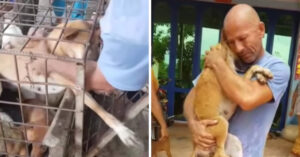 Fransman is geschokt als hij tijdens vakantie in Cambodja hondenvlees fabrieken zit..