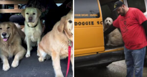 Doggy day care: deze honden worden elke dag opgehaald en thuisgebracht