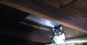 Kleine kittens zijn geboren in een donkere zolderkamer. Maar gelukkig komt er hulp..