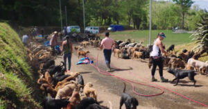 Bijzonder inkijkje in een Costa-Ricaanse dierenopvang voor meer dan 1000 honden…