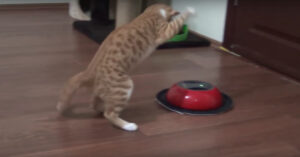 Deze kat is niet zo’n liefhebber van de automatische stofzuiger