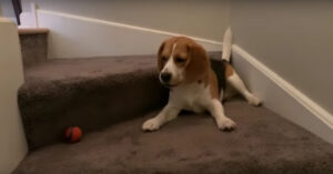 Ben je ergens net zo dol op deze hond van zijn bal houdt?