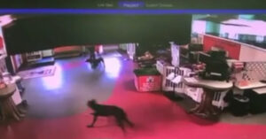 Grappige hond loopt weg van huis om bij z’n vriendjes bij de hondencrèche te zijn