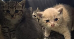 Nestje met kleine kittens wordt gered nadat een politieagente een melding doet..