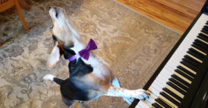 Maak kennis met Buddy Mercury: een piano spelende hond