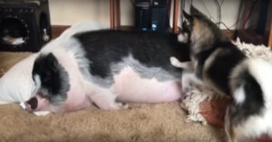 Hond wil dat z’n vriendje wakker wordt. En daar heeft ‘ie een hilarische manier voor!