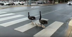 Prachtig: voorbeeldige zwanenfamilie loopt over zebrapad