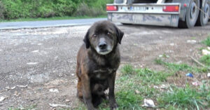 Zwerfhond leeft op straat, maar wordt precies op het goede moment gered…