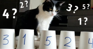 Baasje denkt zijn kat te slim af te zijn met balletje-balletje..