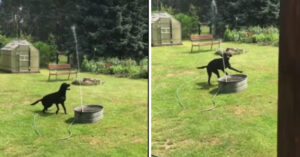 Speelse hond heeft de tijd van z’n leven als hij aan het spelen is met de tuinslang!