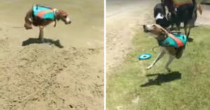 Hond heeft maar 2 poten. Maar dat mag de pret niet drukken!