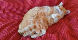 Zó vredig om te zien: deze slapende kat laat je smelten..