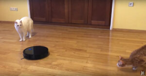 Deze 2 katten hebben het niet zo op elkaar..