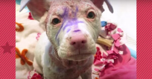 Arm hondje wordt helemaal paars aangetroffen…