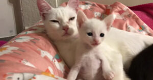 Moederkat ligt te dutten. Maar dit kittentje wil dat mama wakker wordt!