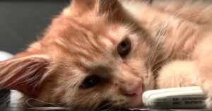 Heb je je ooit afgevraagd wat katten doen als ze alleen thuis zijn?