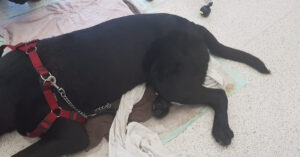 Triest: overhitte hond komt te overlijden in Aalsmeer