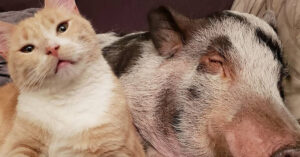 Schattig minivarken is enig kind thuis…